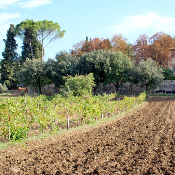 La nostra azienda agricola alle porte di Firenze
