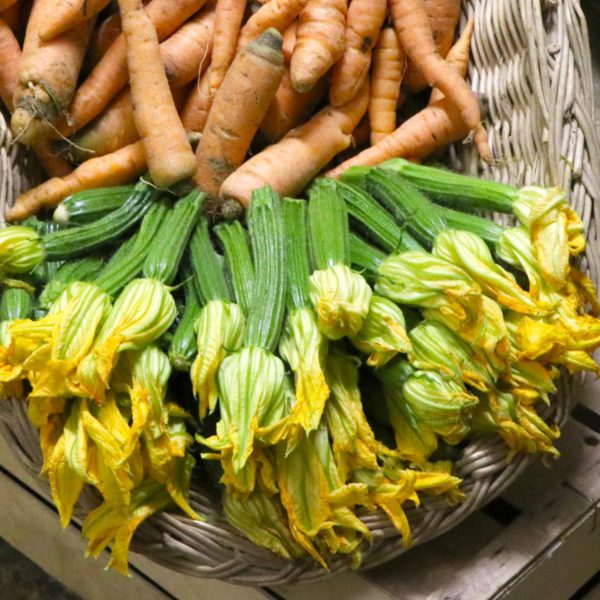 Le nostre zucchine con fiore e le carote biologiche appena raccolte