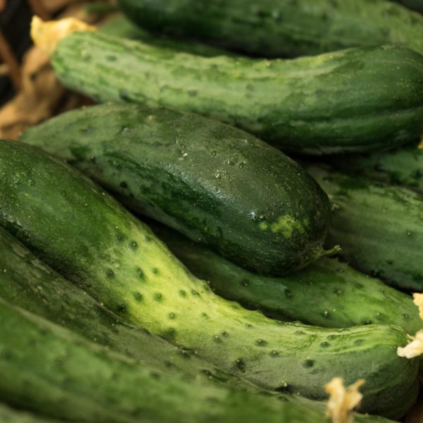 Cetrioli biologici