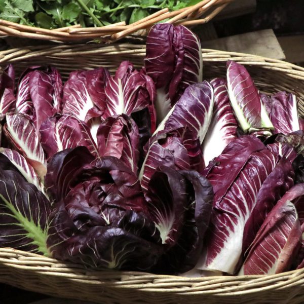 Il nostro radicchio biologico appena raccolto